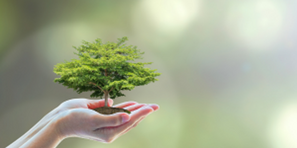 woman holding plant carefully in her hands